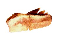 Notorynchus aptiensis